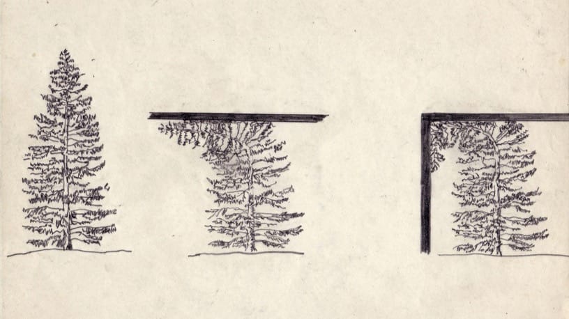 A triptych of an evergreen tree. In the second and third frames the tree becomes boxed in by a dark border.