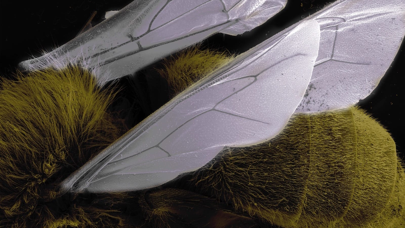 A macro of a bee's wings.